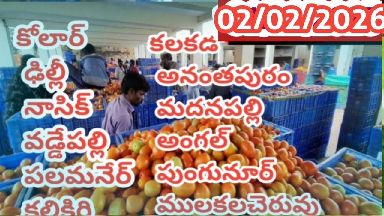 2 February 2026 Tomato 🍅🍅🍅n all Tomato Market after auction ends🙏