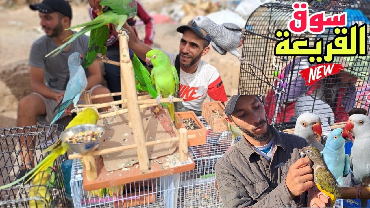 سوق القريعة🔥تعرف على أتمنة مختلف أنواع الطيور توليعة رائعة على قناتكم عالم الطيور فرجة ممتعة