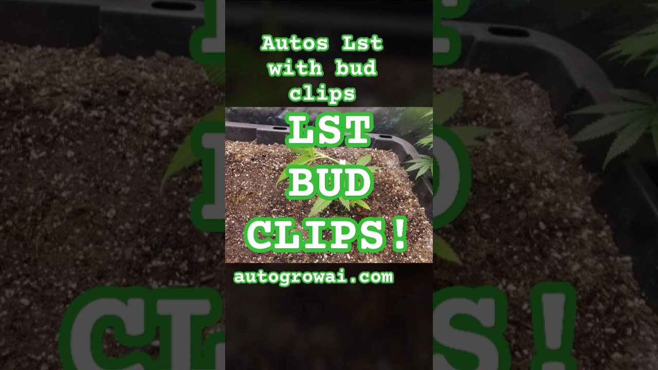 LST training on autos with bud clips