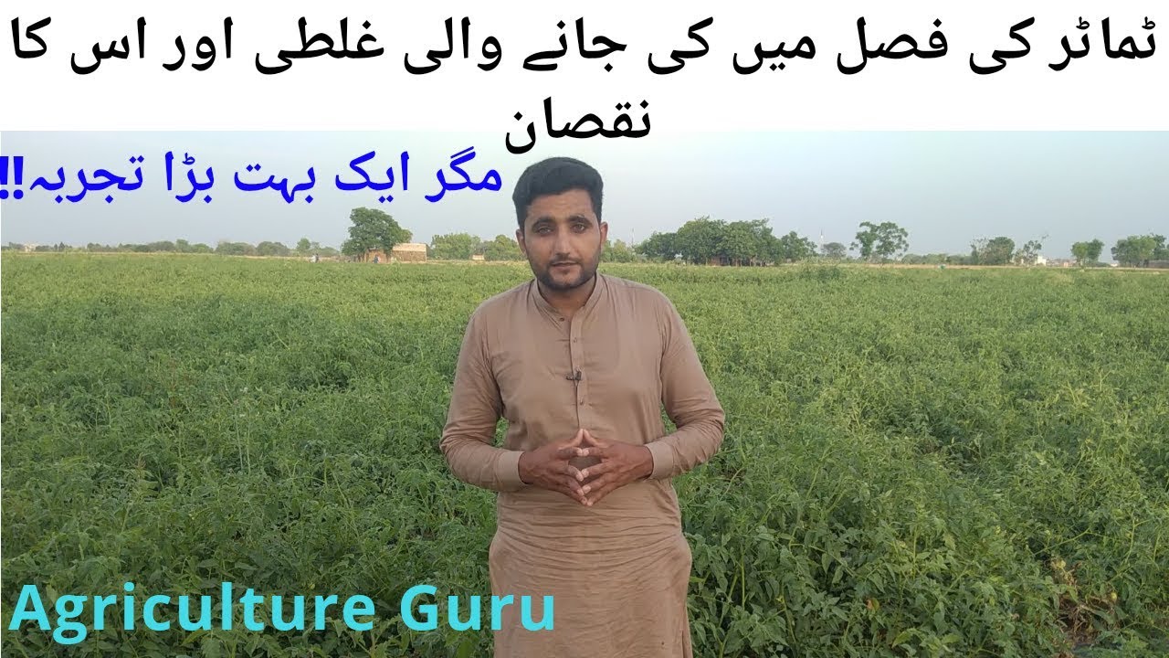 Tomato Diseases|| Tomato ke fasal or galti ||Agriculture Guru