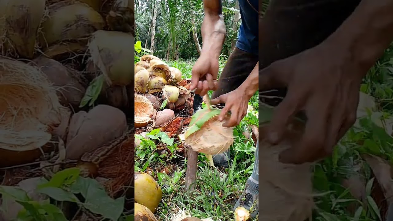 Kumpulan video kupas #coconut#viral#fruit#trending @Rikiardian-channel