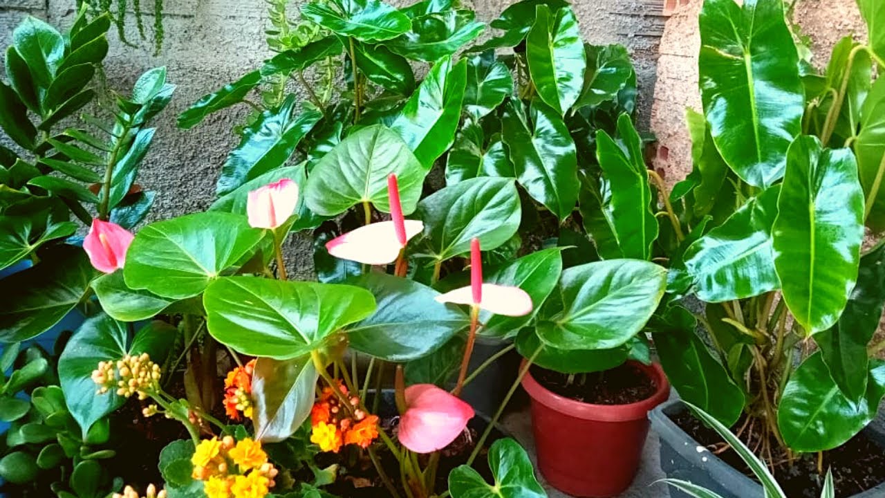 Veja Como Deixar Suas Plantas de Sombra Com as Folhas Verdes e Brilhosas!