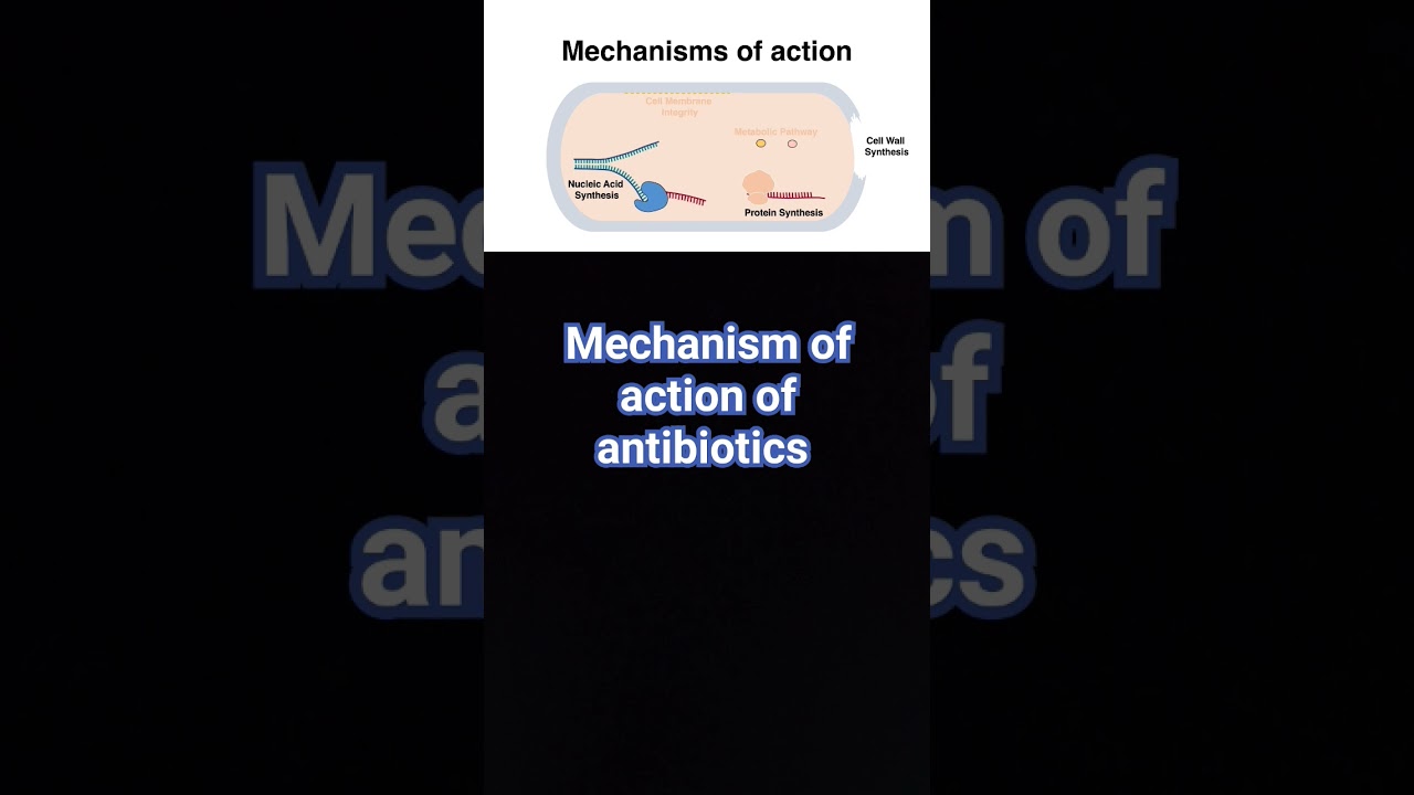 mechanism of action of antibiotics #science #mechanismofaction #education #bacteria