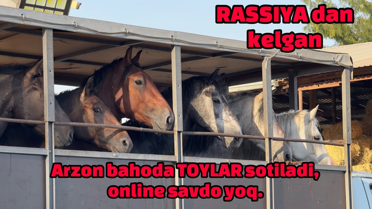 UZB da eng arzon toylar sotiladi. Tarozigaxam qoyib beriladi. Ona bola biyalarxam bor