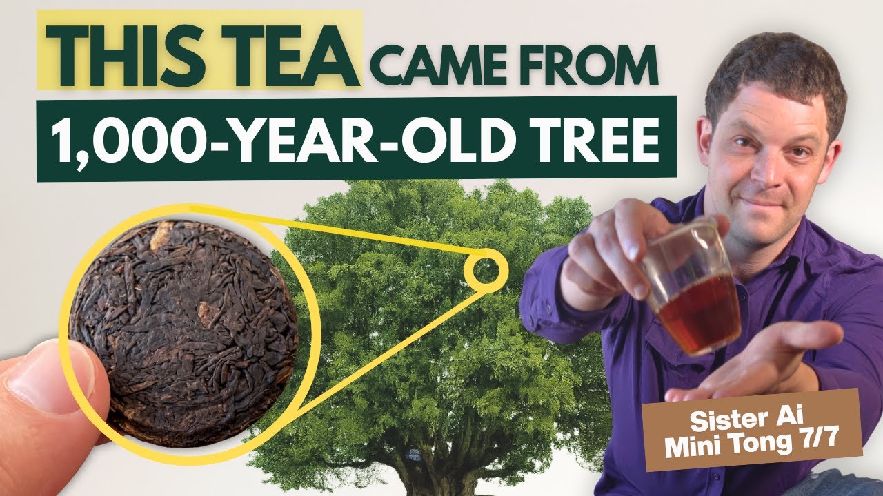 Tea from a 1,000-Year-Old Tree | Sister Ai’s Thousand Year Tree Wild Red Tea - Mini Tong Series Pt 7