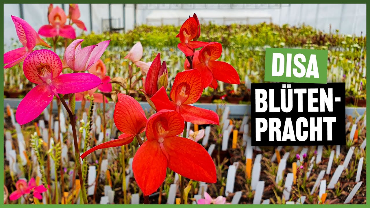 #137 Afrikanische Disa Orchideen, tolle Begleitpflanzen zu Drosera und den Karnivoren