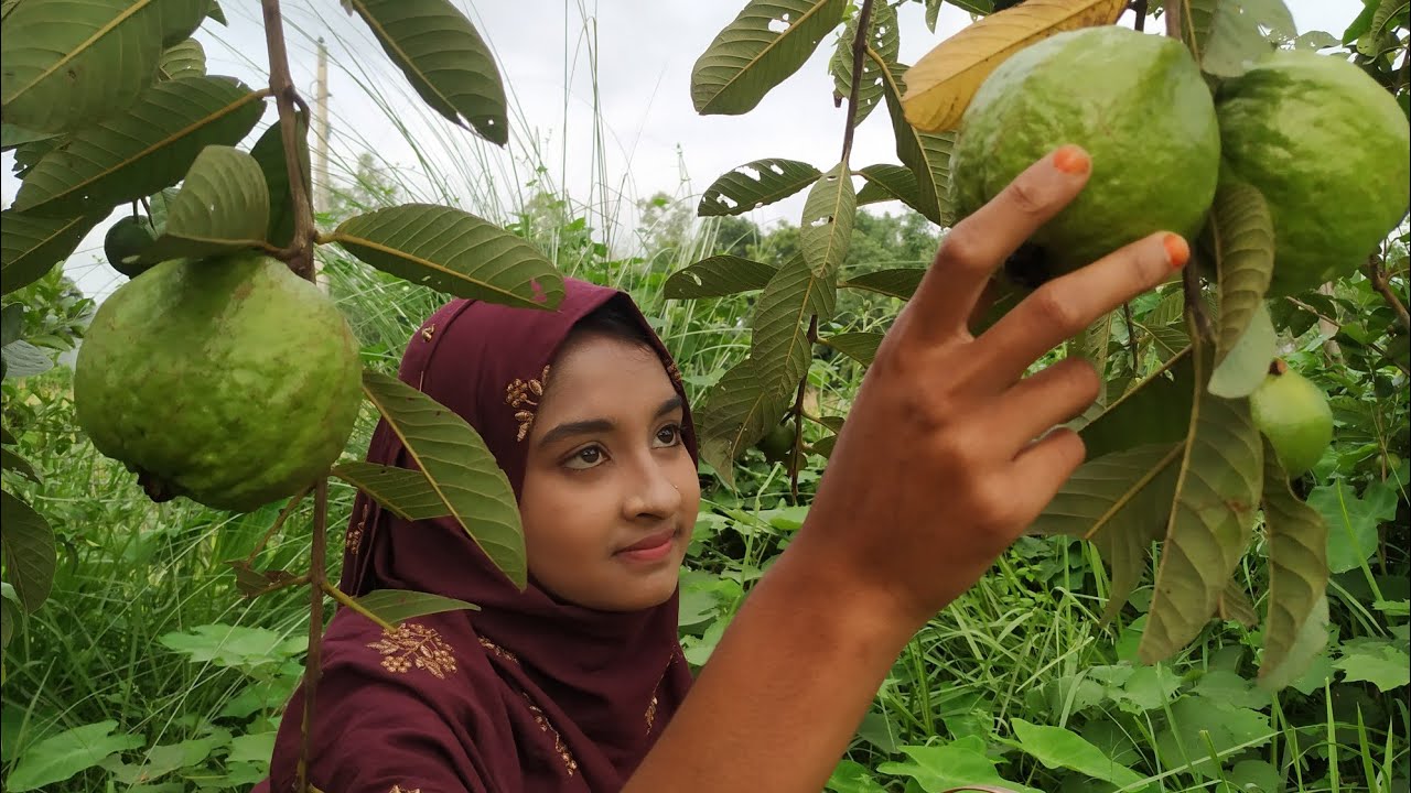 থাই পেয়ারা আর নেটাপেটা শাক সাথে নিরামিষ রান্না | Village life with Shampa