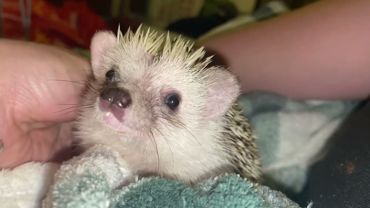 Loki pokes