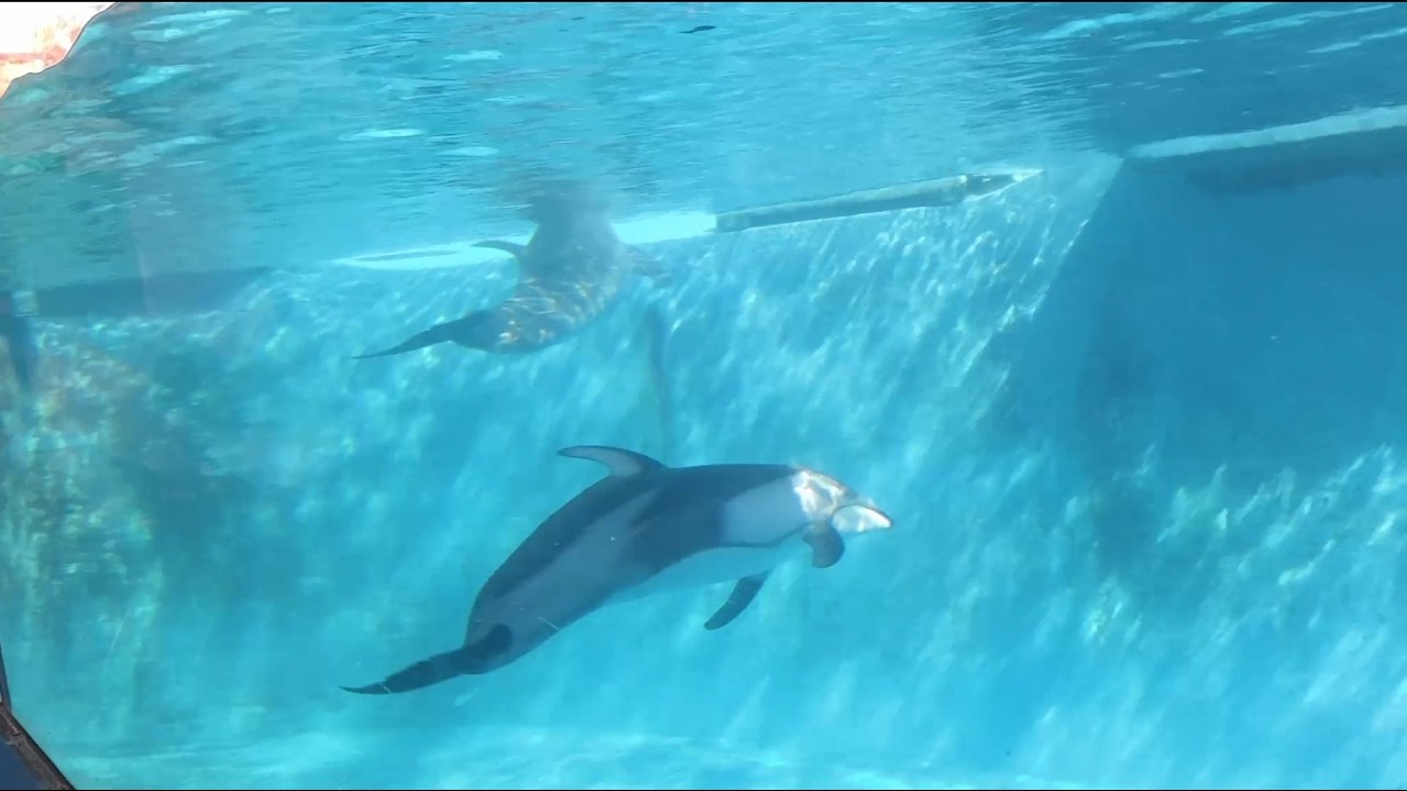 母と河津桜を見に行ってきました