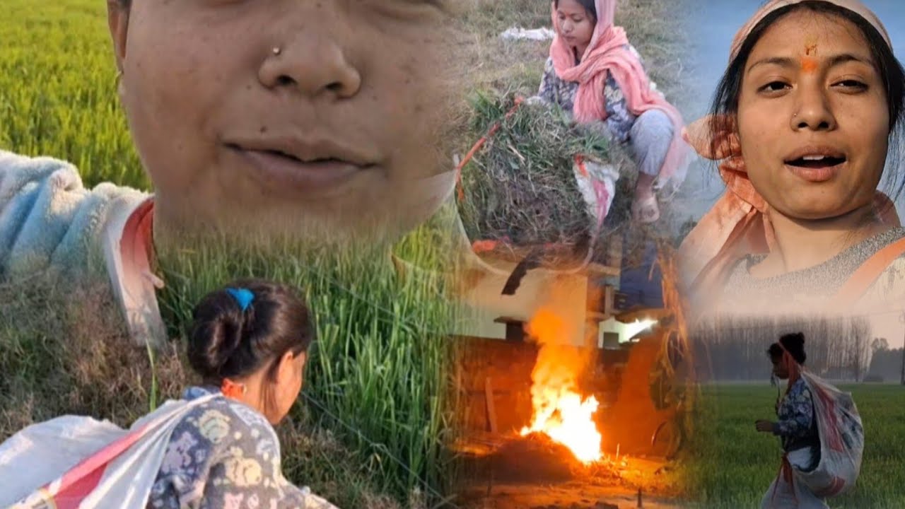 पहले के दिन याद आ गए आज घास काट कर खेती मे वाव🥰🫠#youtubes #tarndingviral # subscribe#phadivibes 🥹🌿☘️