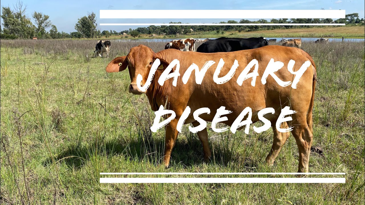 How to treat and prevent January disease(Theileriosis)