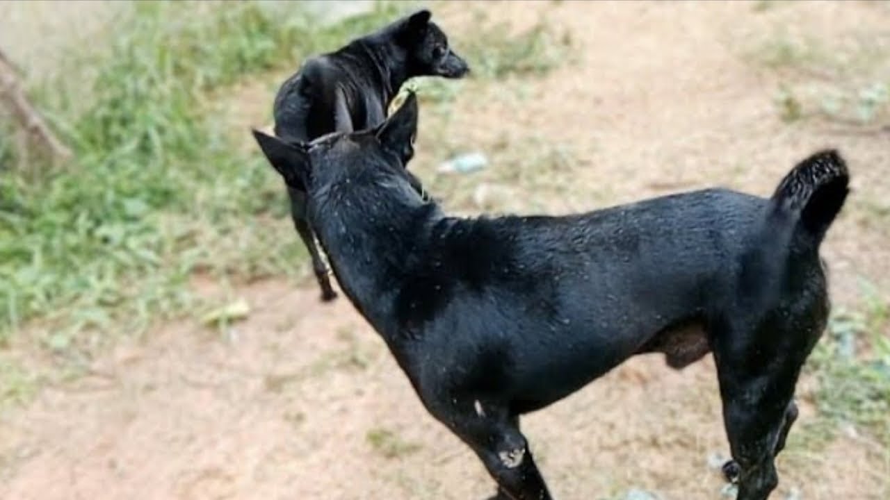 COURAGEOUS AND INTERESTING #dogs