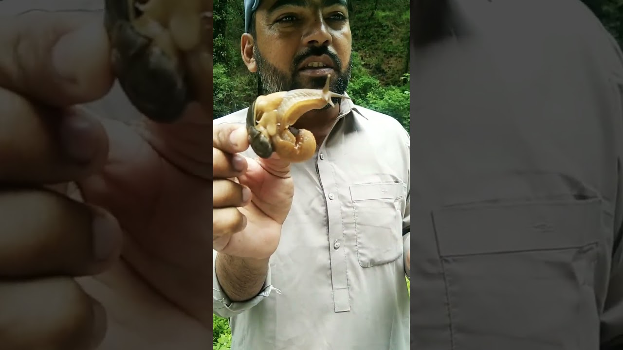 What's Snail? gastropod mollusk with a coiled shell.