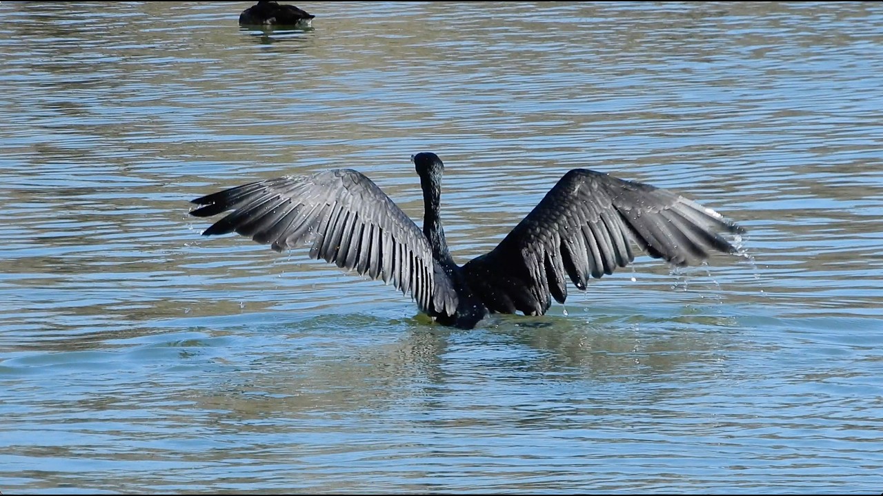 カワウ/Phalacrocorax carbo 10_260219_不忍池
