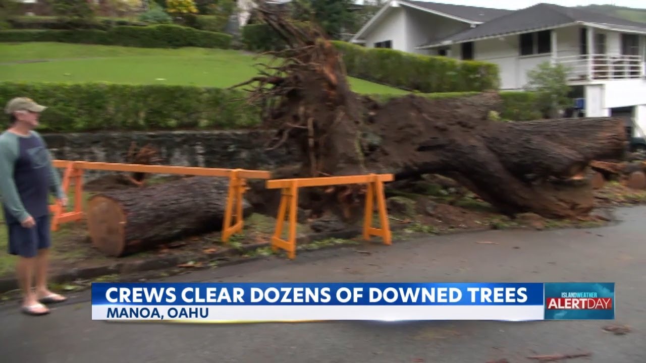 Dozens of downed trees and branches has city and state crews working round the clock