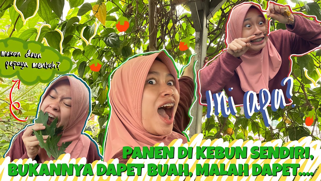 PINAT VLOG🧚🏻‍♀️#4: BERKEBUN DI LOTENG RUMAH?🧐🥬🍅
