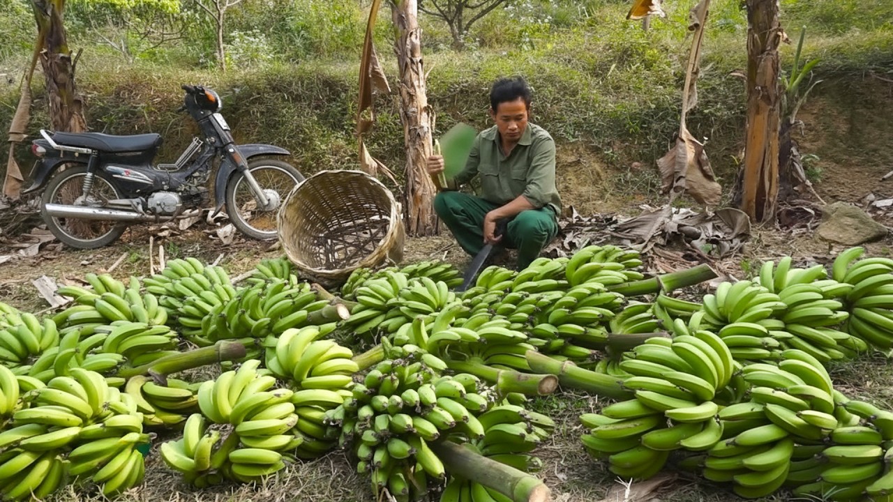 Harvesting Bananas for Sale While Caring for Farm Animals and Growing Rice Fields