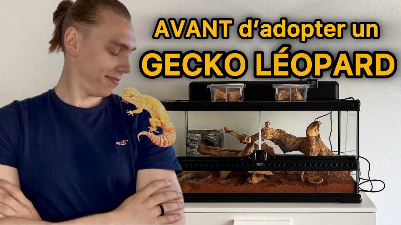 Gecko Léopard: Tout savoir avant d’adopter !