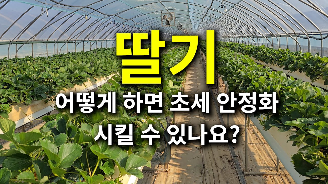 딸기 어떻게 하면 초세 안정화 시킬 수 있나요?