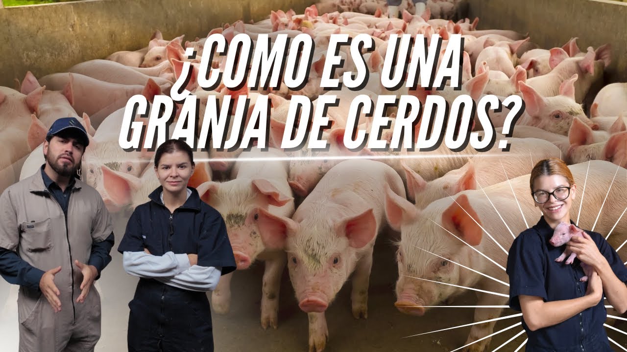¿COMO ES UNA GRANJA DE CERDOS CON CICLO COMPLETO? 