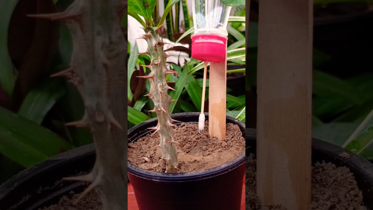 Self watering drip for plants #shorts #diy