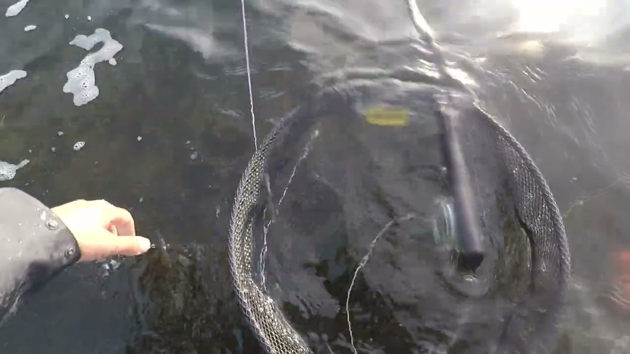 Rügen Pike Flyfishing  2023