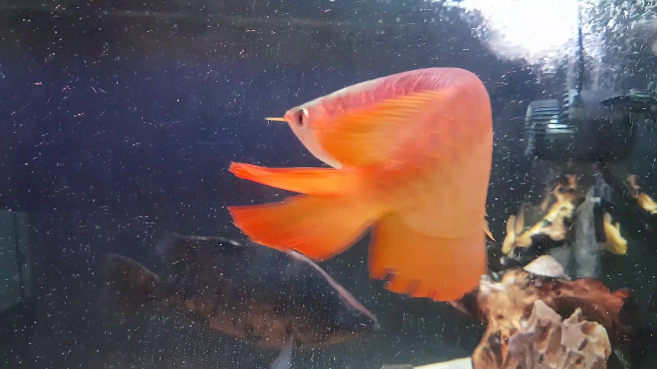 雷神紅龍 立鱗(1)