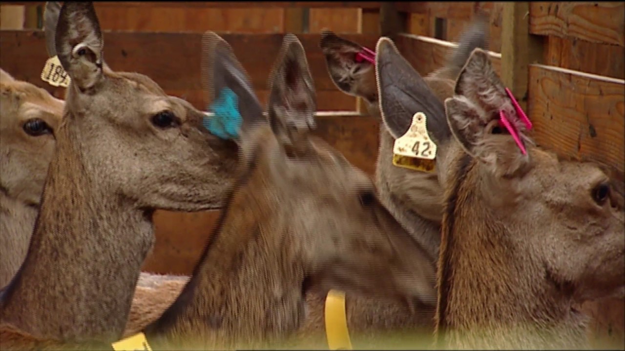 AgResearch Deer Growth Study