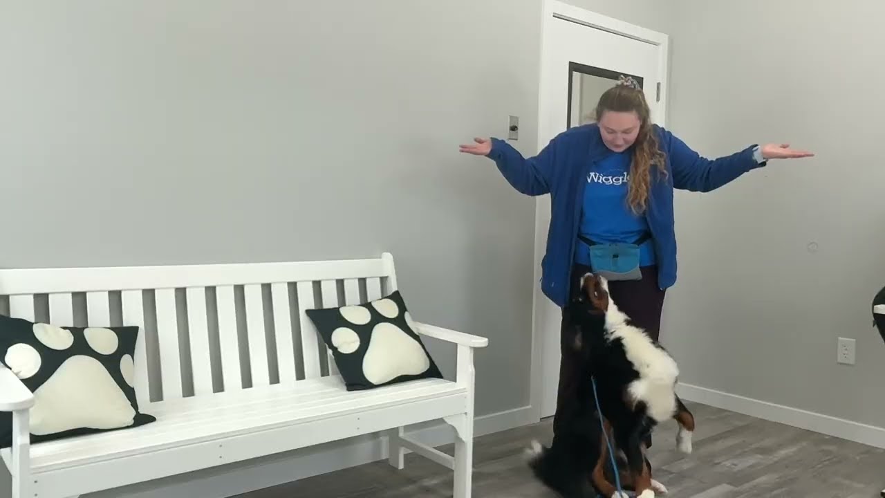 Bear- working on off, wait, sit, leave it, down, place, gentle, come, and look