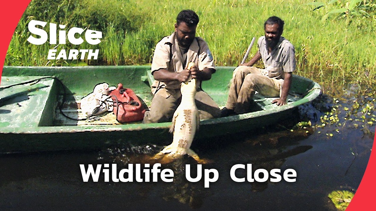 Nariva's Guardians: The Daily Struggle to Save Trinidad's Last Wild Refuge | SLICE EARTH | FULL DOC