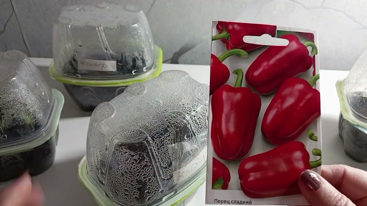 ПЕРЦЕВ МАЛОВАТО БУДЕТ 🤔 ТОМАТОВ 🍅-САМЫЙ РАЗ😉09.03.26г