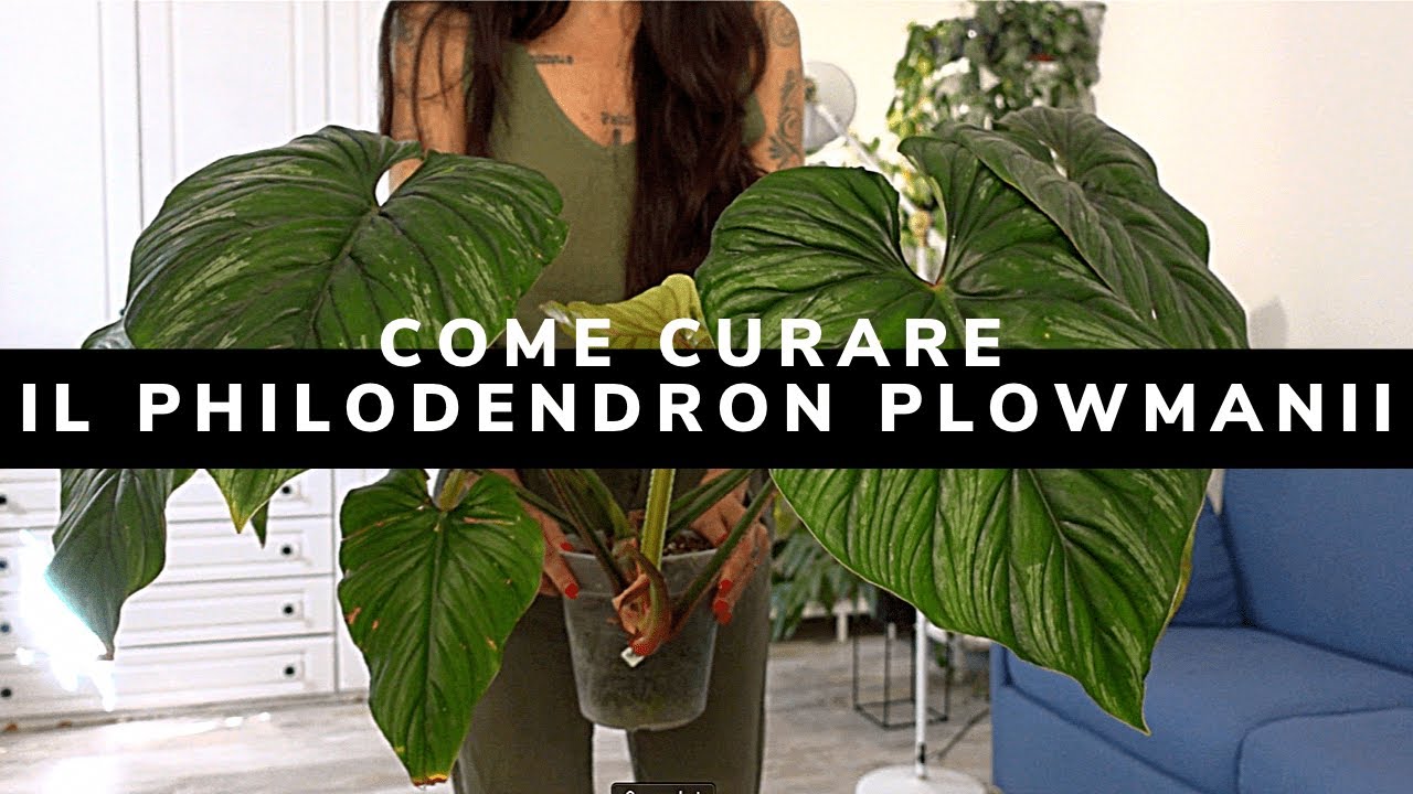 Come curare al meglio il Philodendron plowmanii!