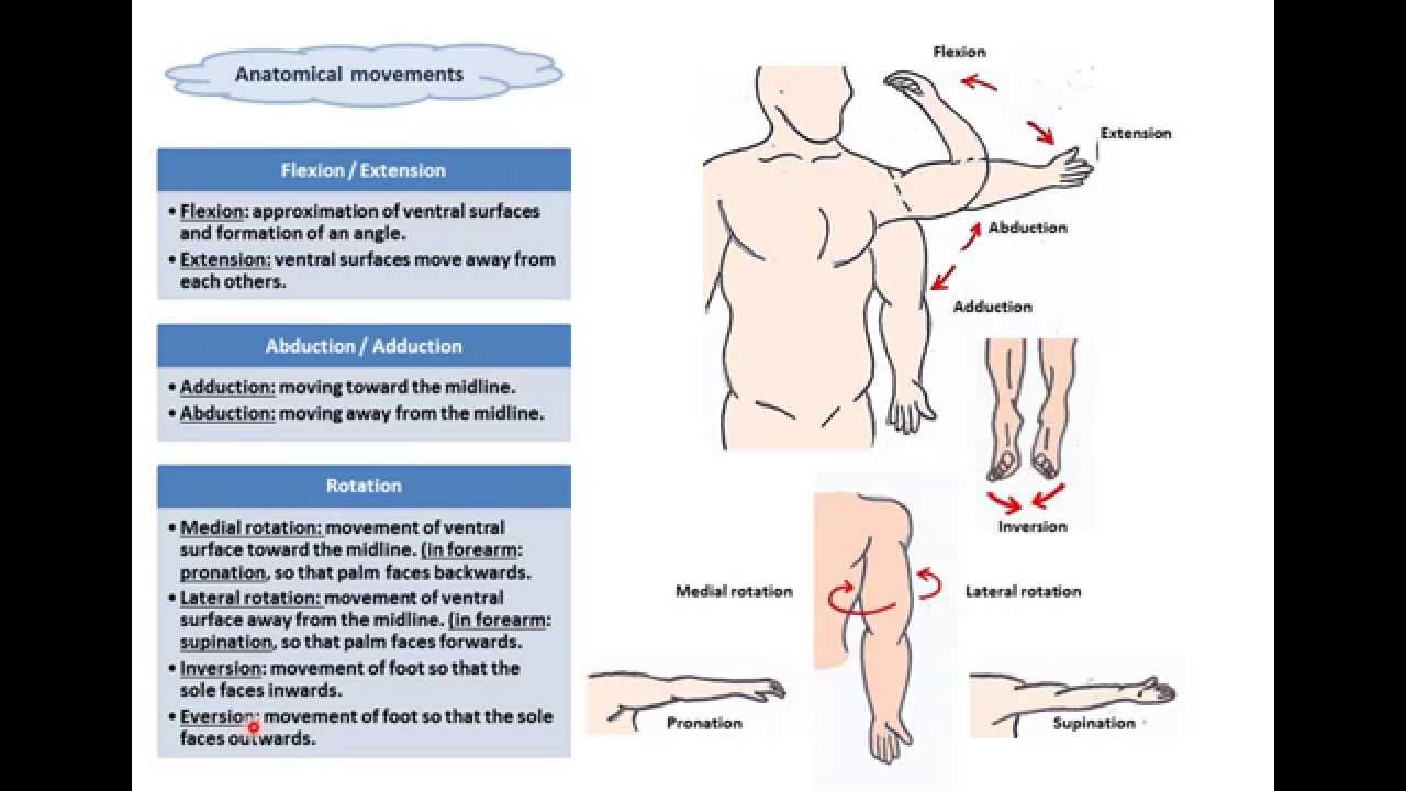 terms of movements-Dr.Ahmed Farid