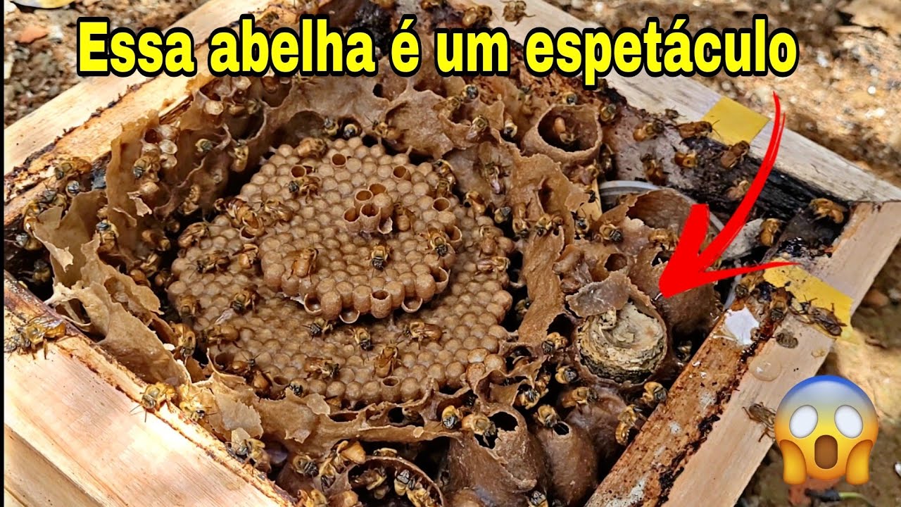 DIVISÂO de ABELHA BUGIA (Jeito fácil e rápido)
