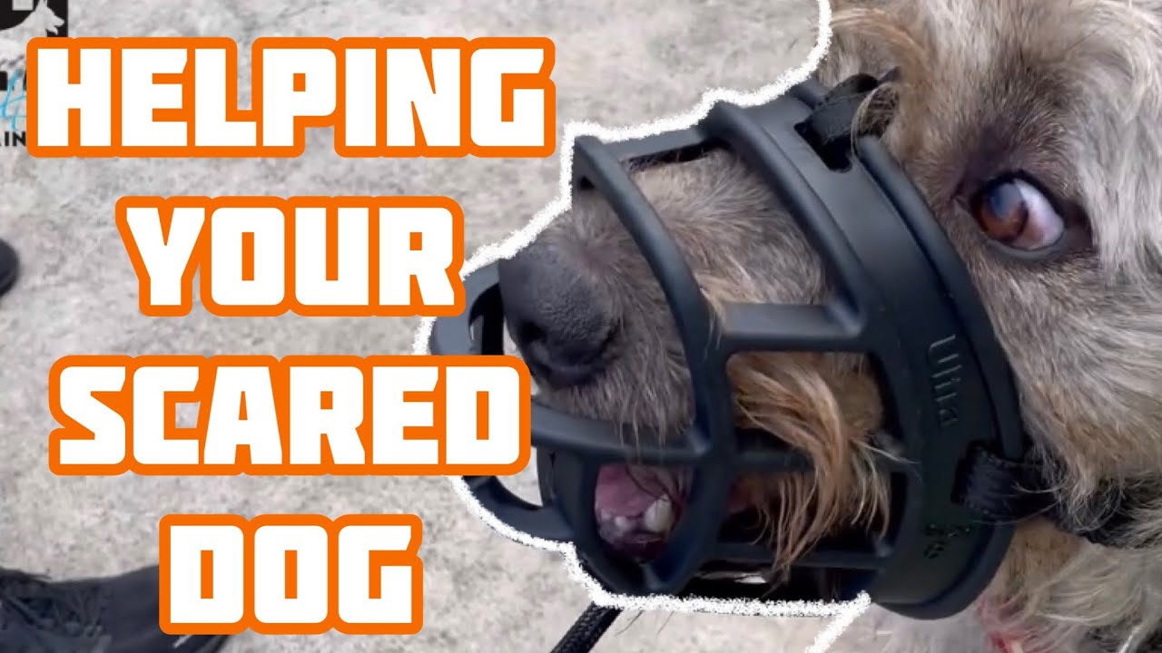 Safely introducing a scared dog to other dogs#dog #dogs