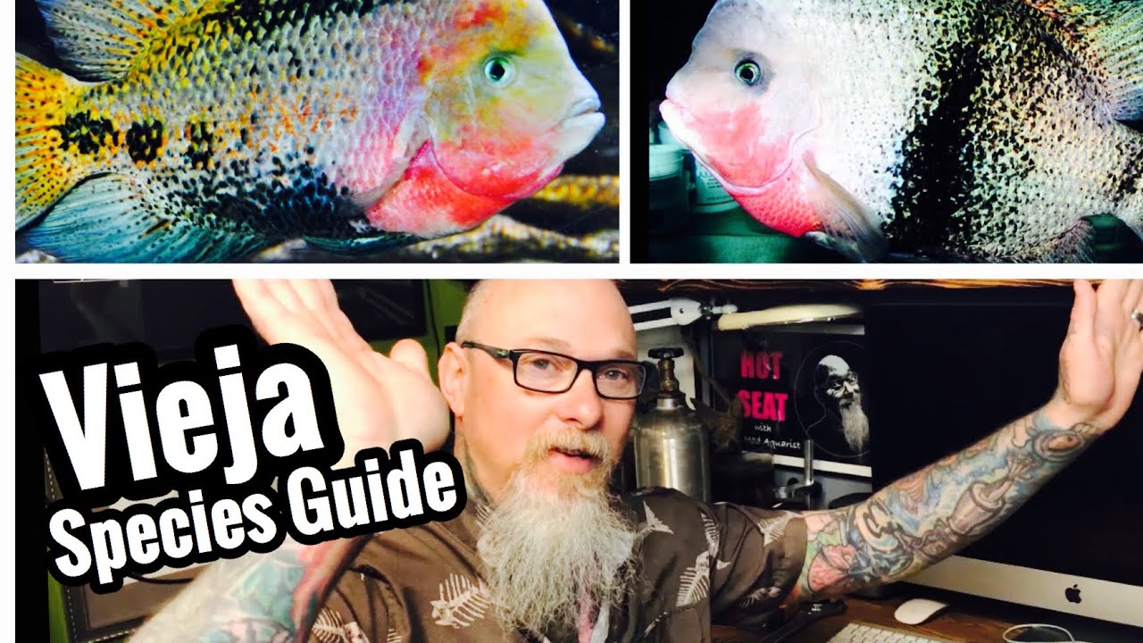 Виды и типы рыб Vieja Cichlid