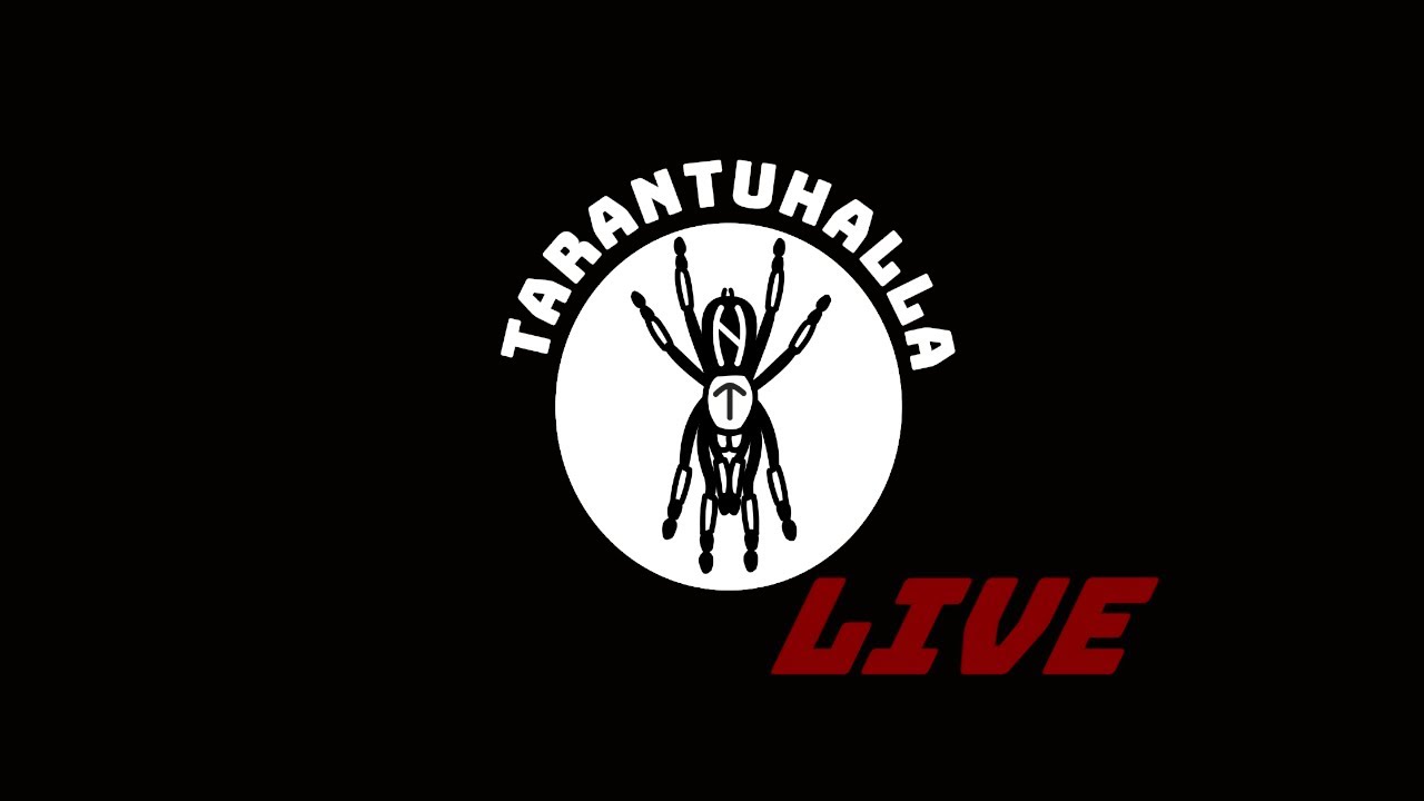 TARANTULIVE 001 - Let's chat and feed tarantulas