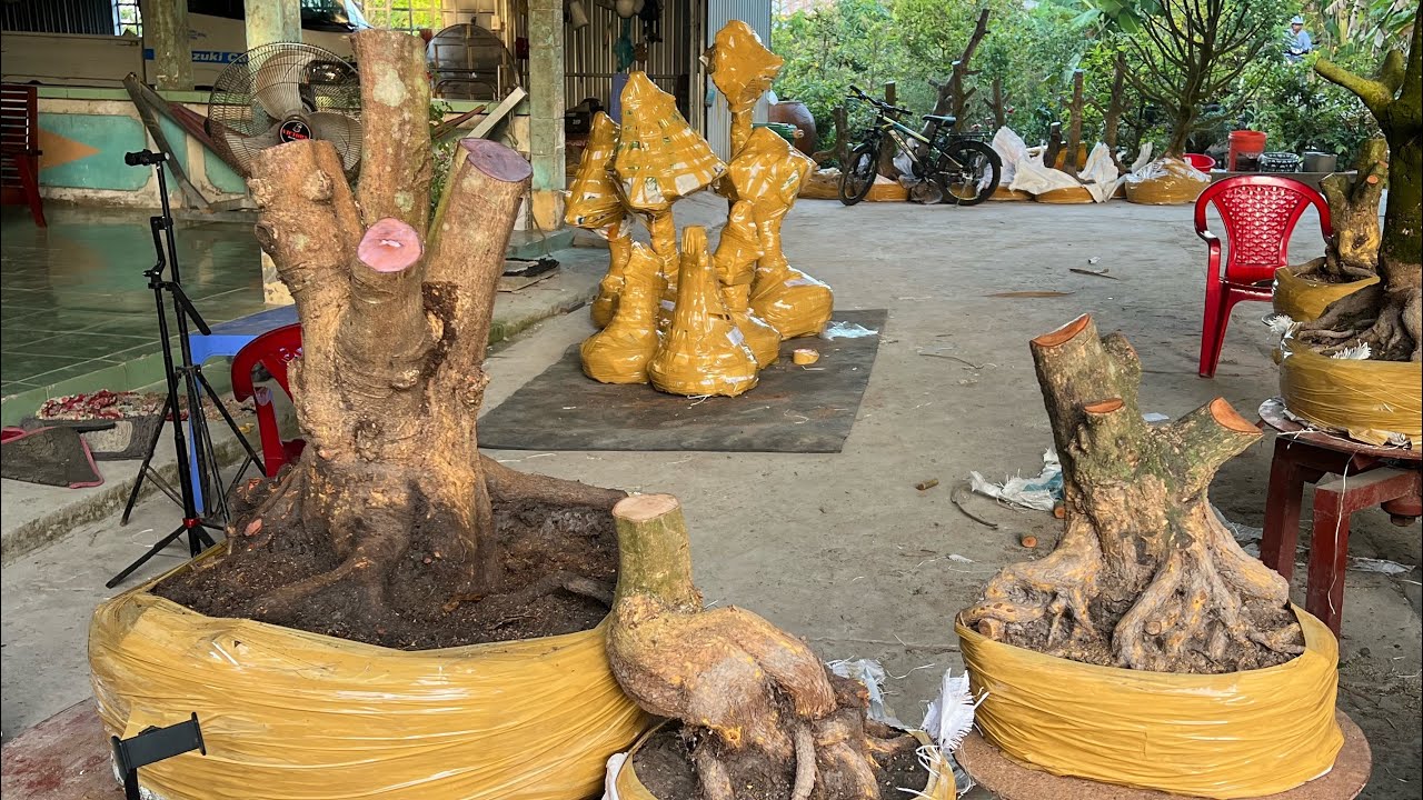 10/03/2025.Lhe 0967688750 (nhàn).giao lưu mai vàng 