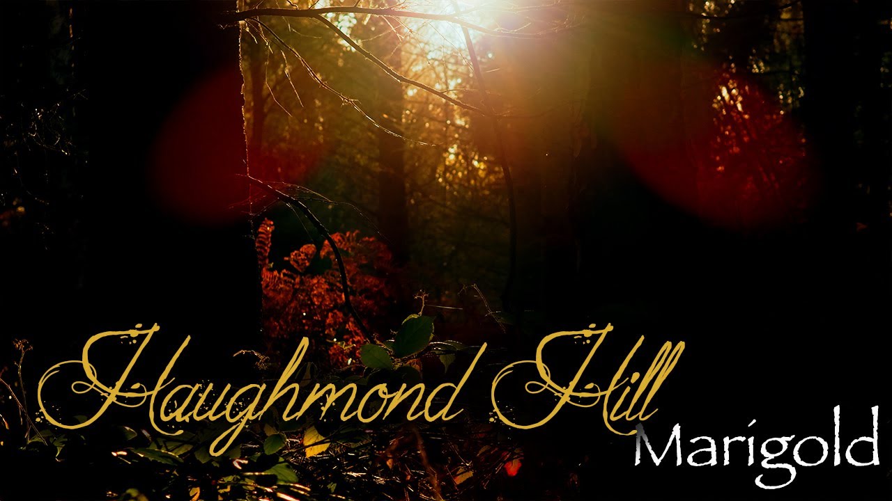 Haughmond Hill Marigold  Slow Down & Feel the Beauty of Nature