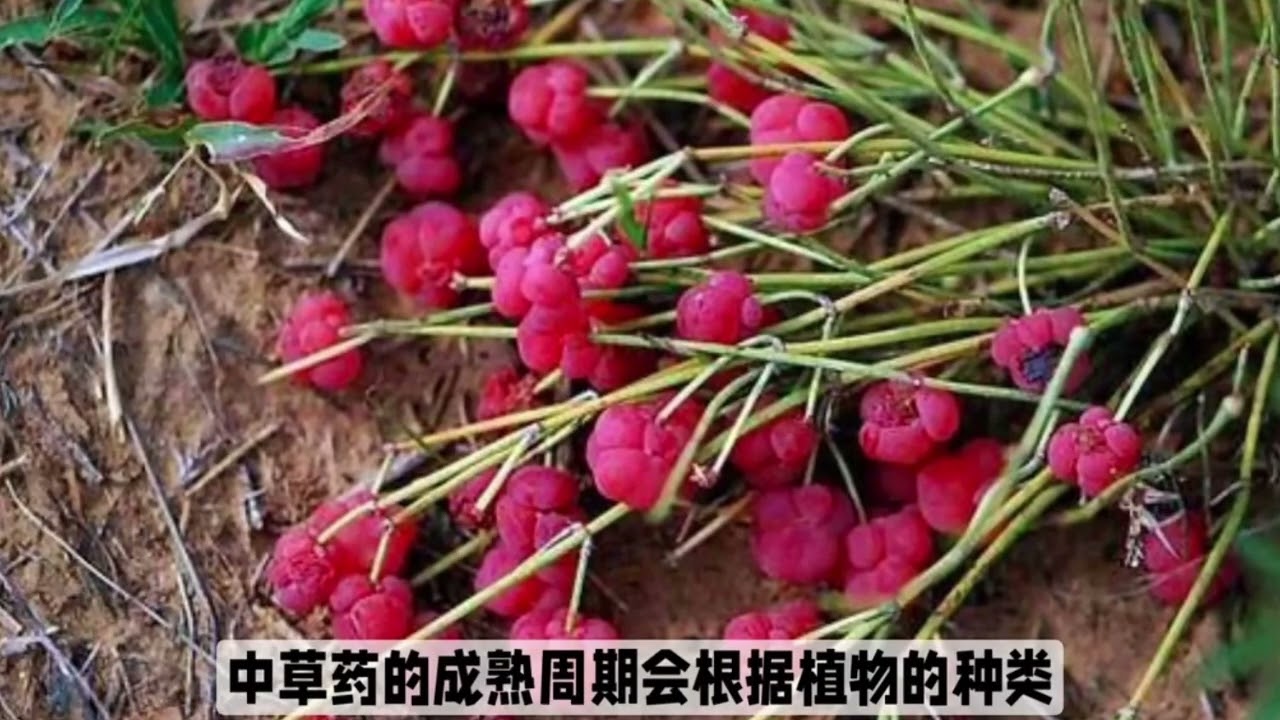 【一分鐘的健康】 『麻黃屬』發汗解表：用於治療風寒感冒、惡寒無汗。宣肺平喘：能擴張支氣管，治療哮喘、支氣管炎。麻黃屬的功效與妙用！！