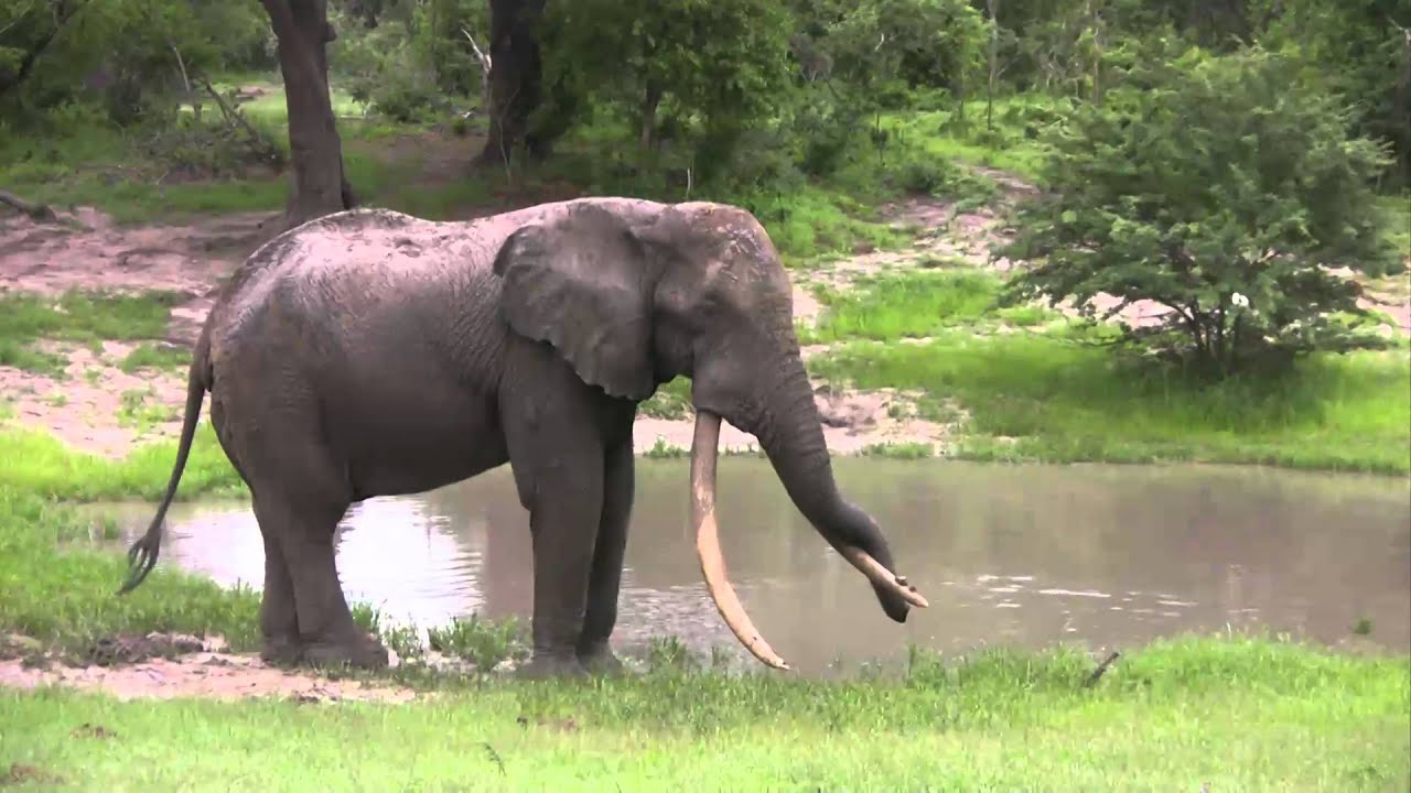 Isilo the largest Elephant Tusker / Isilo died in 2014 ist er verstorben