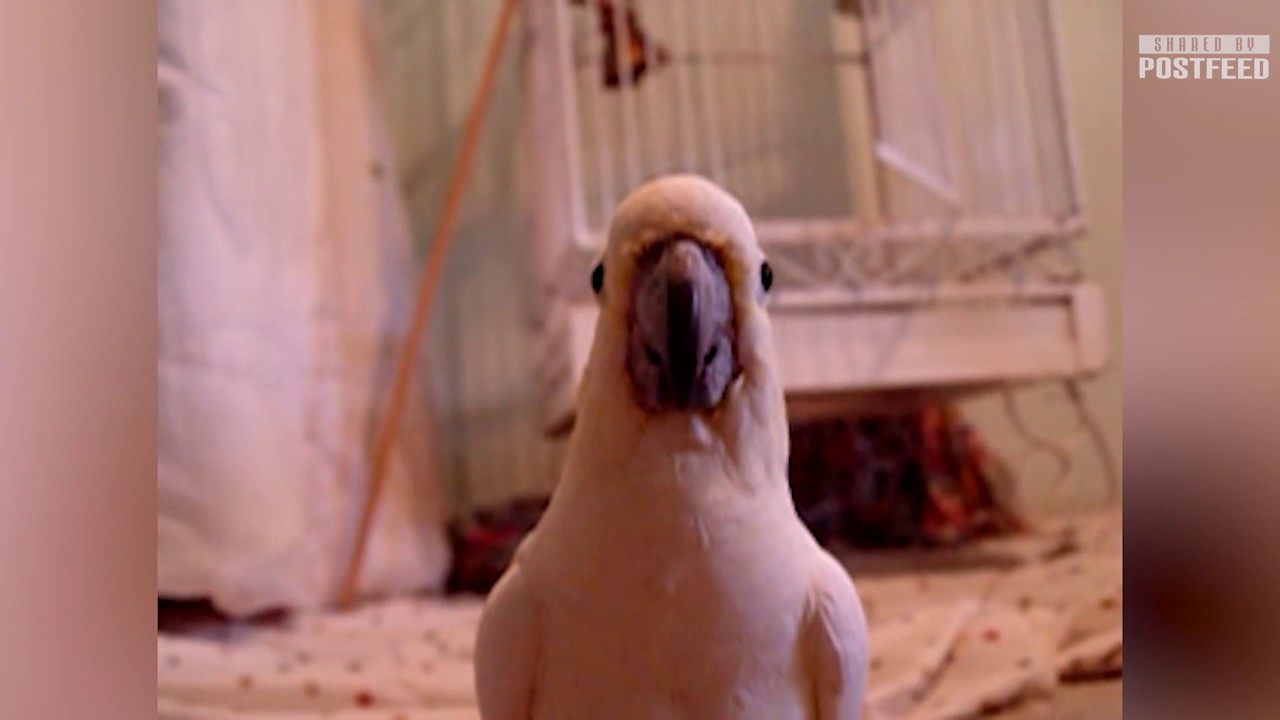 Funniest Animal Attacks on Human Ever!