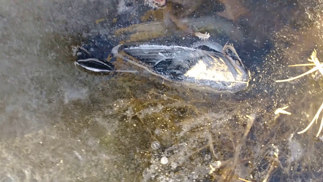 WE FOUND A BIRD FROZEN IN ICE!!!!