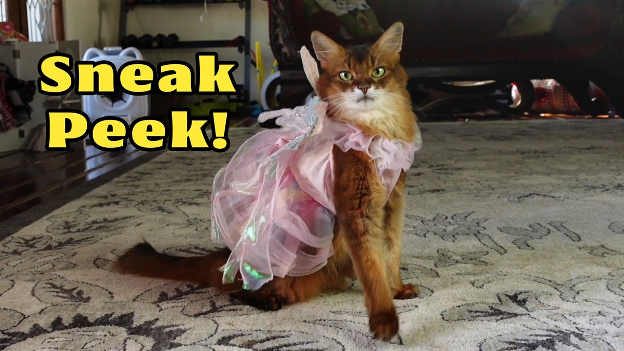 Посмотрите на потрясающие модные показы кошек этим летом! Предварительный просмотр 👀✨