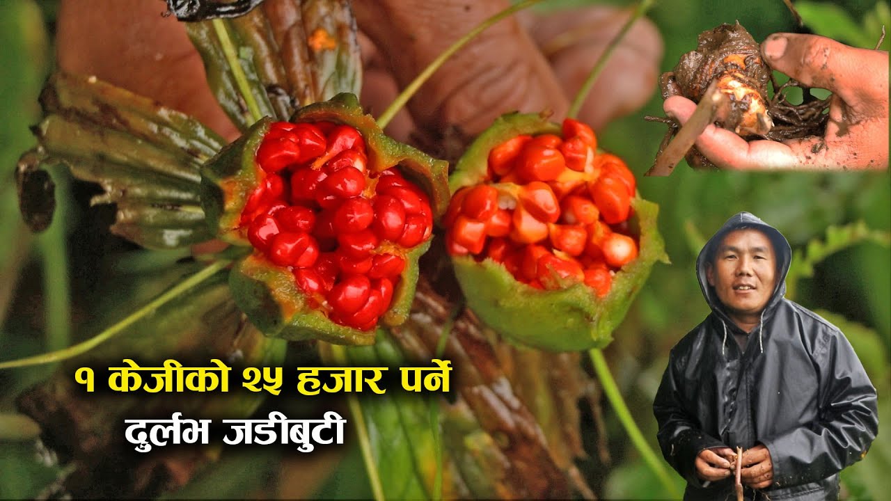 दुर्लभ जडीबुटी सतुवाको खेती,एकै ठाँउमा छन् १५ हजार बिरुवा ! - Paris polyphylla farming in Nepal