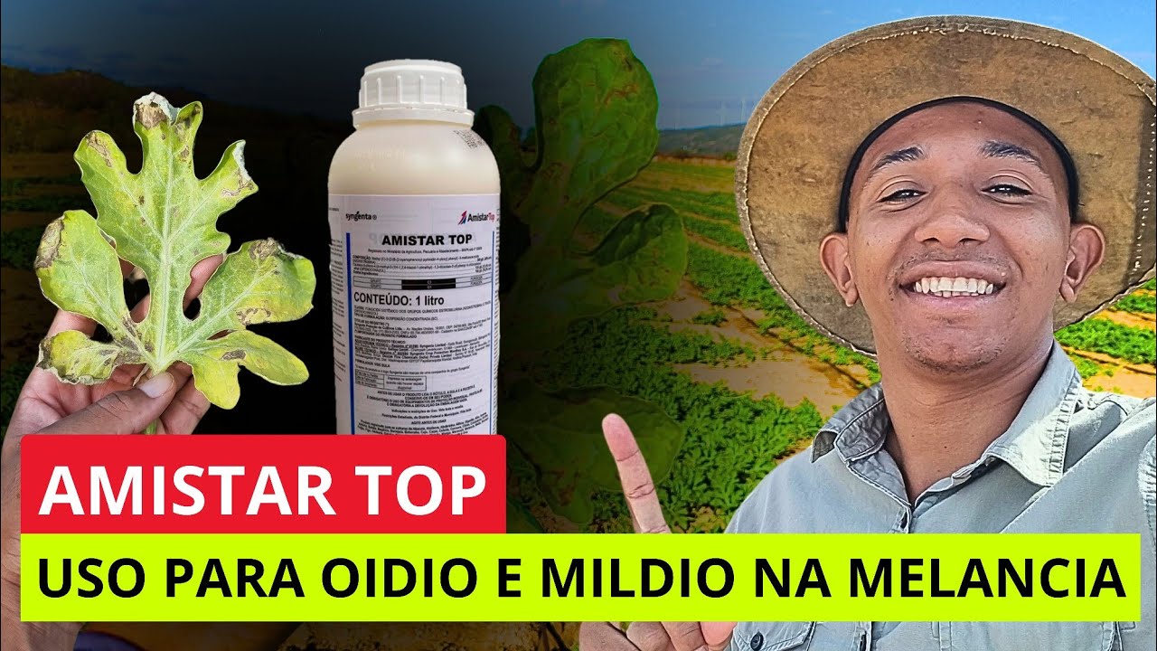 AMISTAR TOP PRA OIDIO E MILDIO COMO USAR