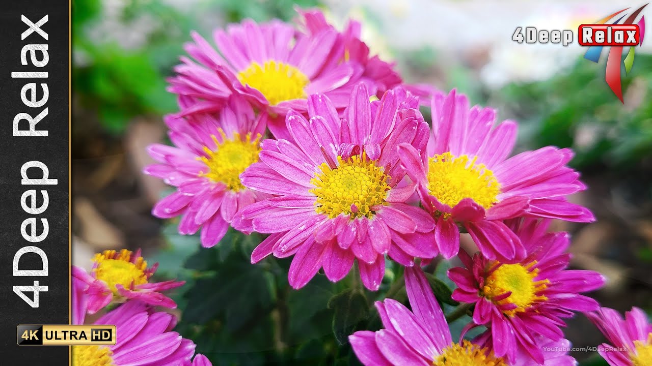 🌿 Перезагрузите свой разум: 2-минутная цветочная медитация для снятия стресса