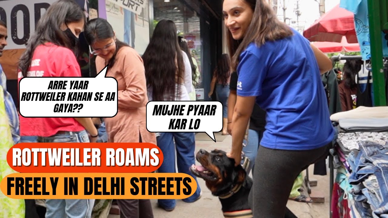 Ultimate Shopping Outing Of Rottweiler Lady Ollie: Public Reacts to Rottweiler In Kamla Nagar Market