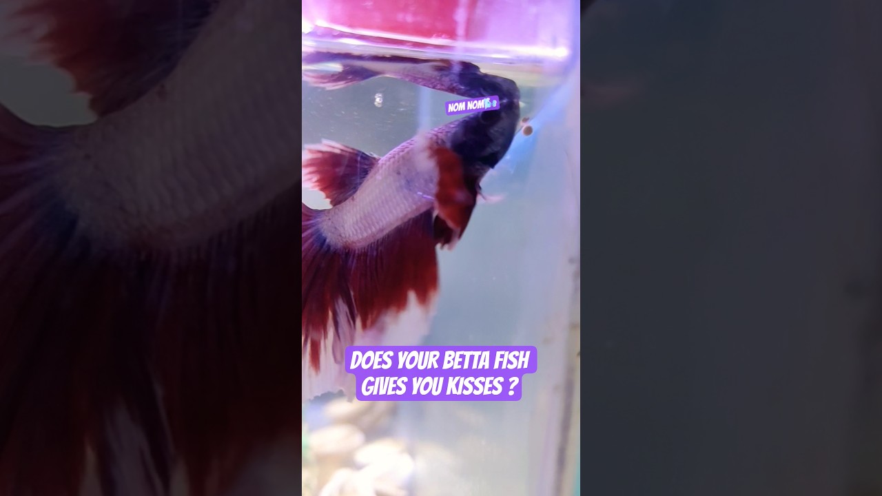 betta fish wholesome moment ✨&hearts;️#bettafish #betta #bettafighter #bettalovers