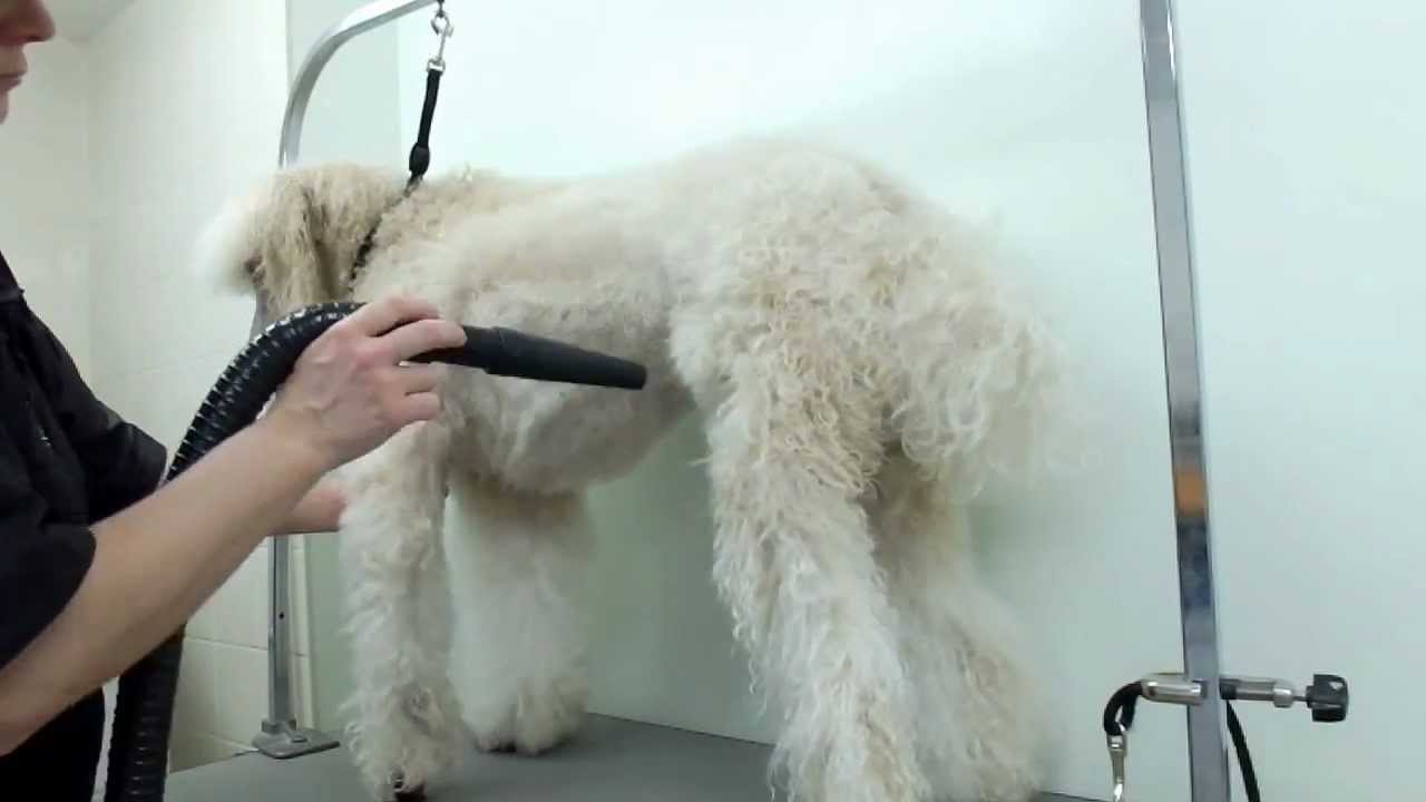 Grooming a Standard Poodle | Time Lapsed